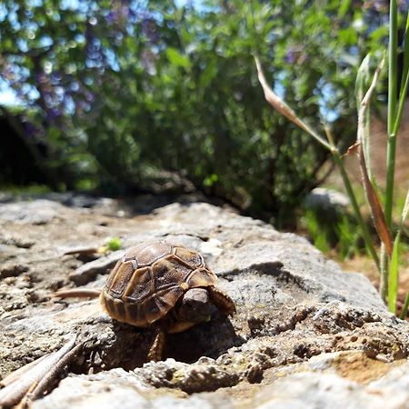 Apartman dida Jakov Primosten Bagian luar foto